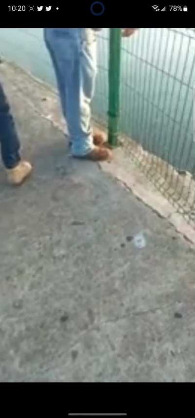 Crocodile drags lifeless corpse of a man.