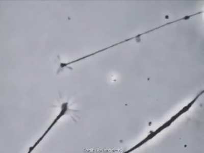 Two neurons sensing each other and trying to connect