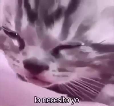 *Carita re Fachera*