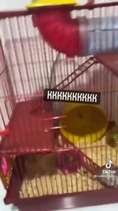 Hamster