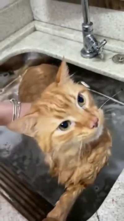 wahbebbbbbbb
