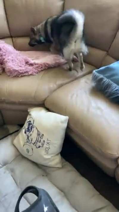 woof_irl