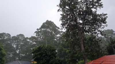 February rain over remnant bush in Sydney