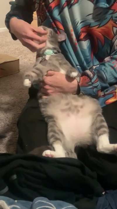Let me see everyone&rsquo;s gray cats