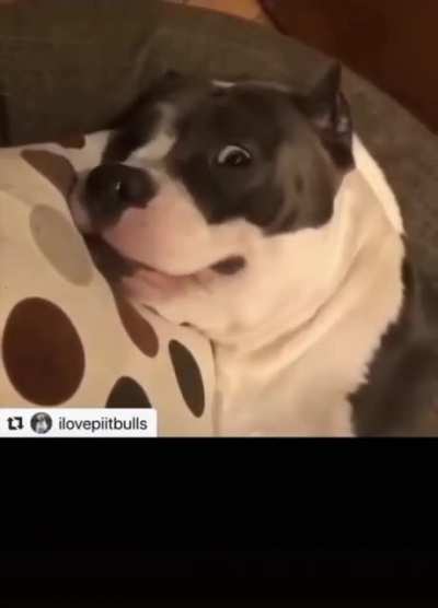 Quick doggo exorcism