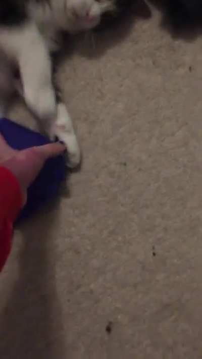I've had this video on my phone for a while thinking I should upload it here - why'd I think giving my cat a water balloon was a good idea