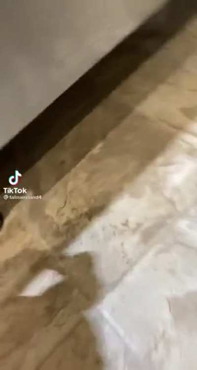 The good ol&rsquo; mouse toss!