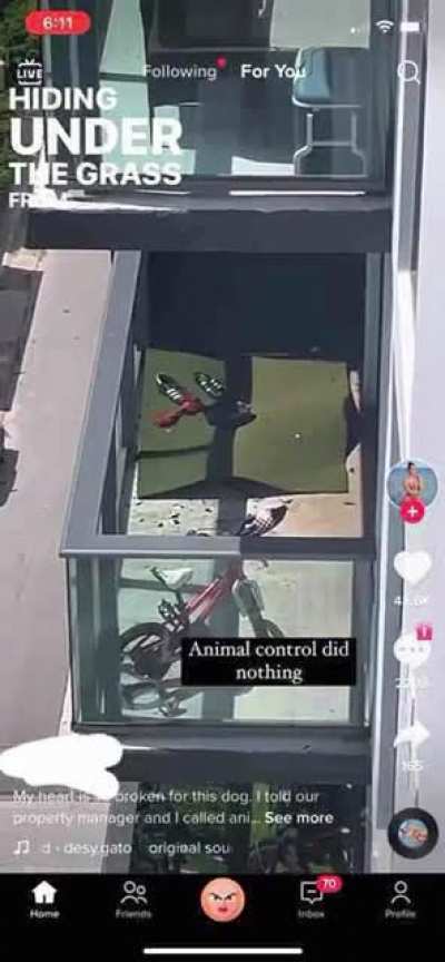 Neighbors refuse to let dog inside or give it water during Miami summer. Dog is forced to seek shelter under a rug.