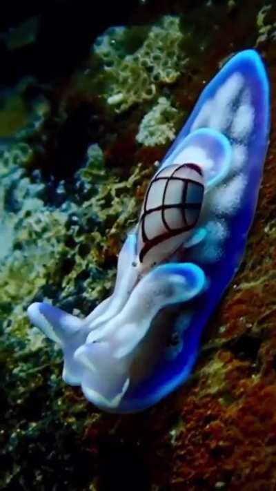 Bubble snail