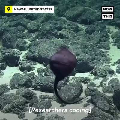 The Pelican Eel, or gulper eel, has a pouch-like mouth that can inflate like a balloon and scoop up larger prey, like a pelican