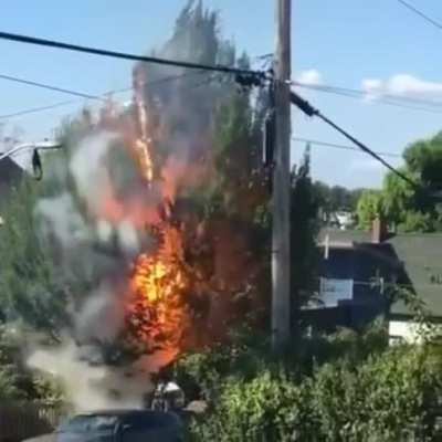 The tree goes "bzzzzzzt"