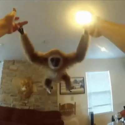 monke swing