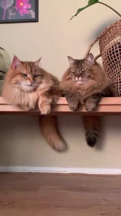 Chonk synch