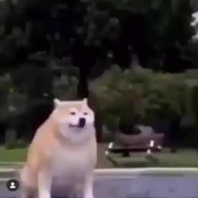 Adi&oacute;s