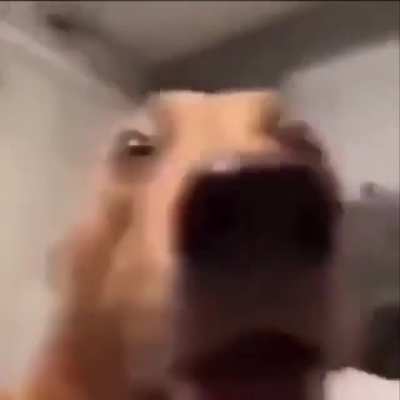 moldy demodog