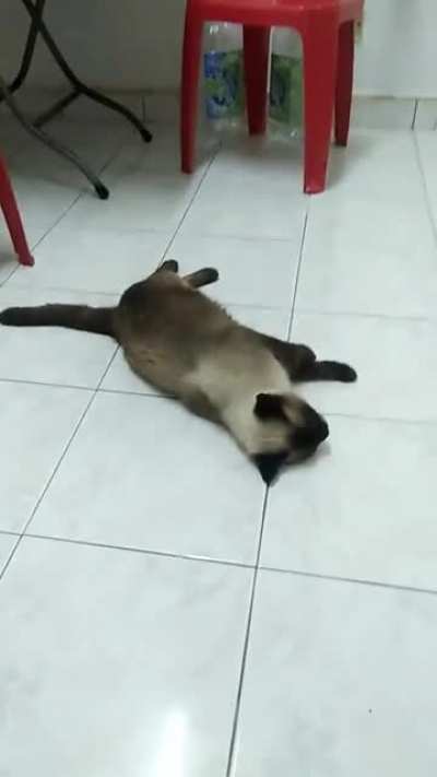"Ah, the floor is just as good."