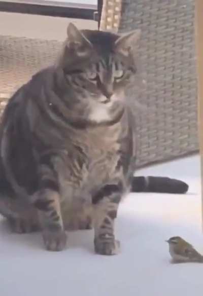 Cat no