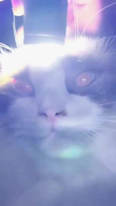 hOomAn MaKeS cAt AnGrY tHeN tHe CaT bEcOmEs BlOoDtHiRsTy AnD kIlLs AlL hOoManS