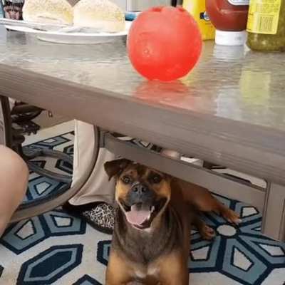 Ball is my life now