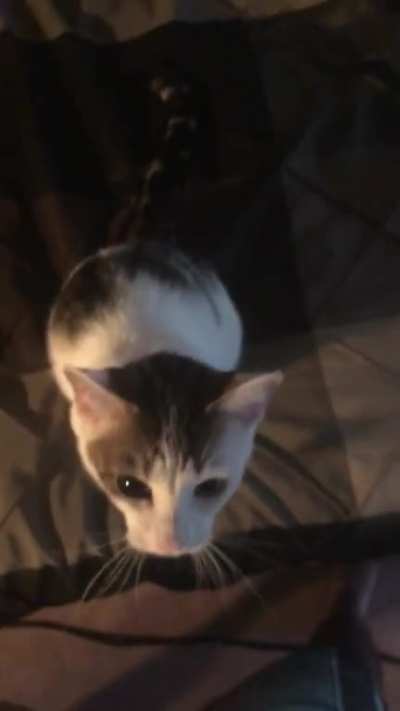 My cat didn&rsquo;t like me mocking them