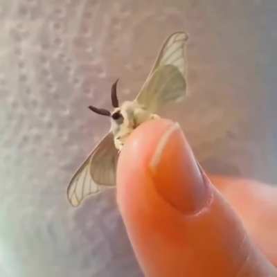 Br&ouml;ther, may I have some l&auml;mp?