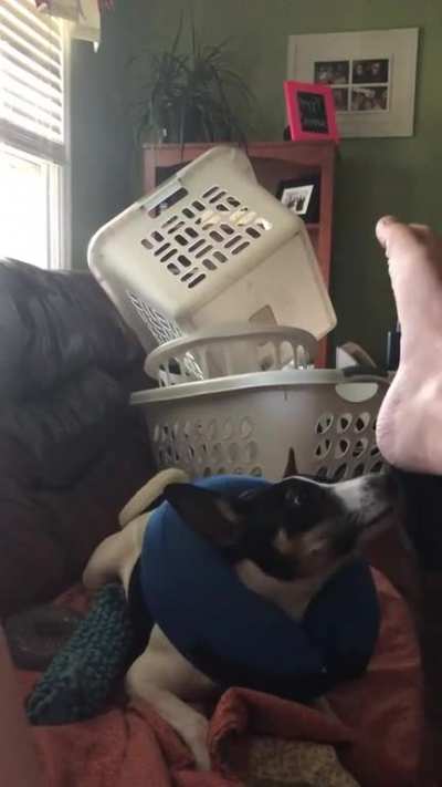 My dog really be like that