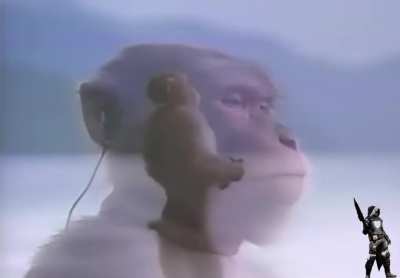 Monkey&rsquo;s got some damn good taste