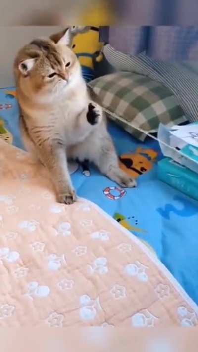 Don't hurt meow