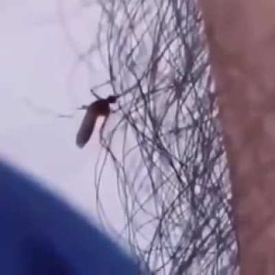 The hair acts as a barrier against mosquitoes and makes it difficult for their proboscis to reach human skin. Therefore, the hair of the hands, feet, and face of adult males is less susceptible to their bites, unlike women.