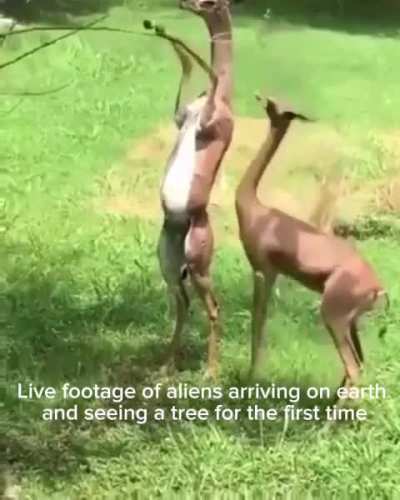 Alien wunks