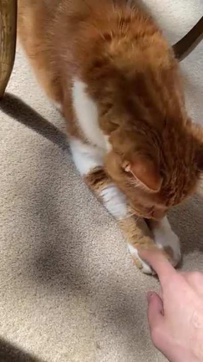 Found Mr. Kitty freezing outside 4 Christmases Ago. Now he can&rsquo;t stop talking :&rsquo;)