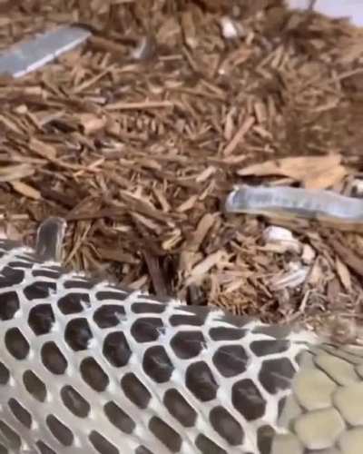 🔥 nothing to say about this snake shedding its skin