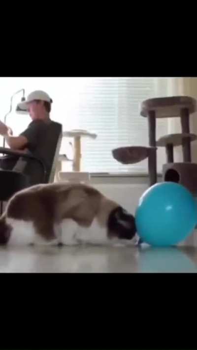 🐱
