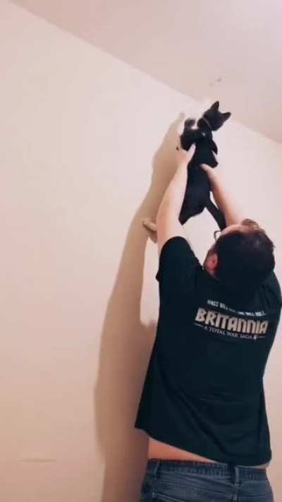 The cat was upset she couldn't reach a big bug, I live to serve my feline mistress