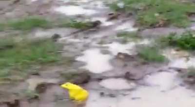 They emerged after rains in western India