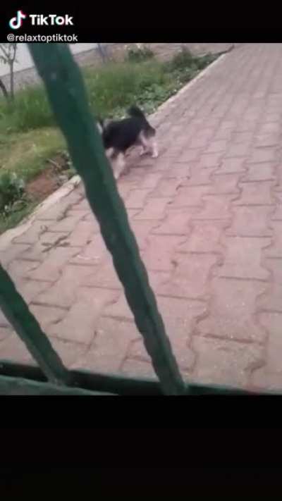 Nice doggie 😳