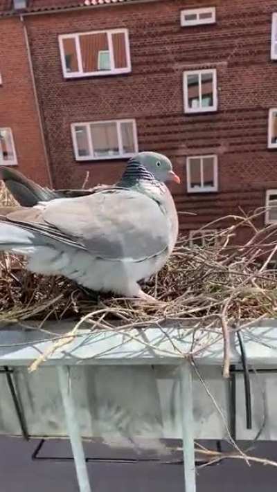 Gary the pigeon