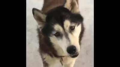 "I will walk you when I am ready"