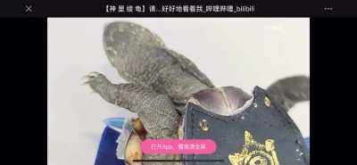 Chinese fans think ayaka&rsquo;s shadow while swimming a certain way looks like a turtle so they made this.