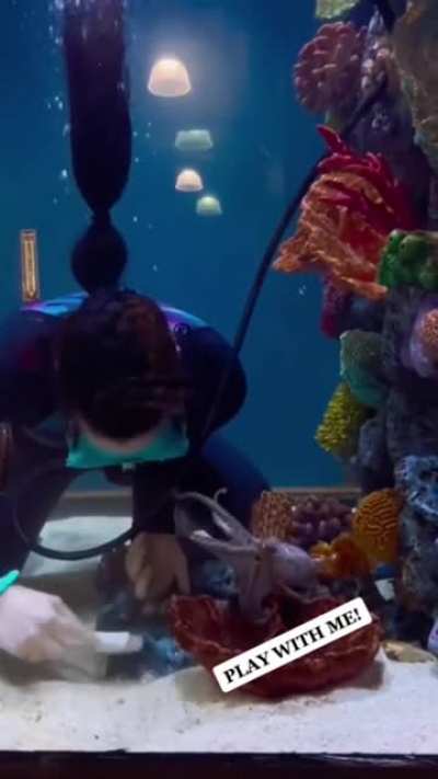 Love the tiny octopus