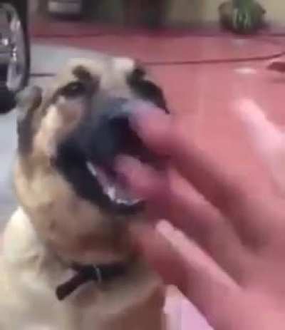 dog clippers