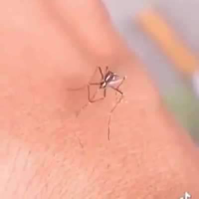 El mosquito dank