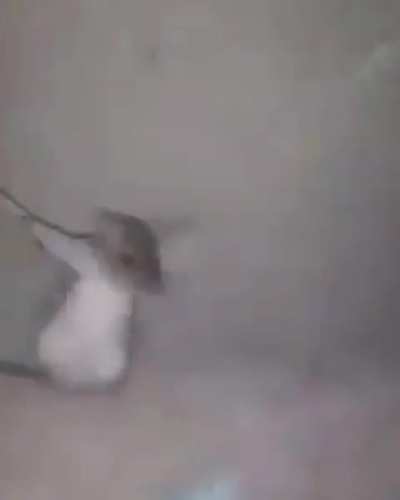 Lyle sending a message to the rat kind