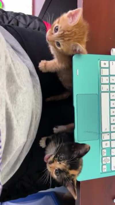The Lowe&rsquo;s kittens have begun to protest their confinement. Save me!