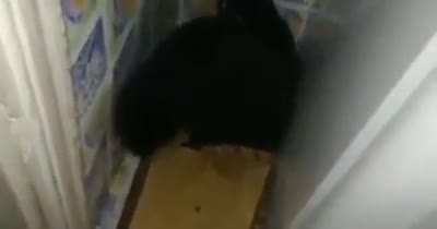 The Door of the Dark Cat Kingdom