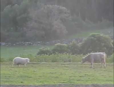 Crazy sheep attacks cow!