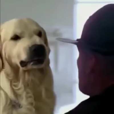 Poor dogo