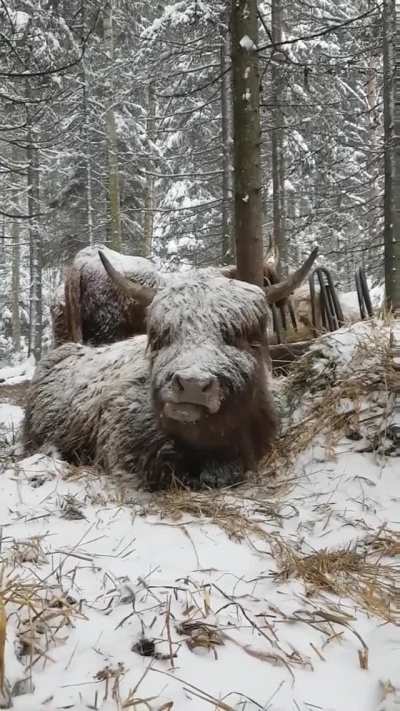 The cold never bothered him anyway
