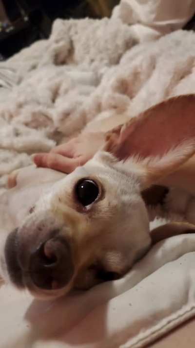 He's in a v snuggly mood tonight 🥰