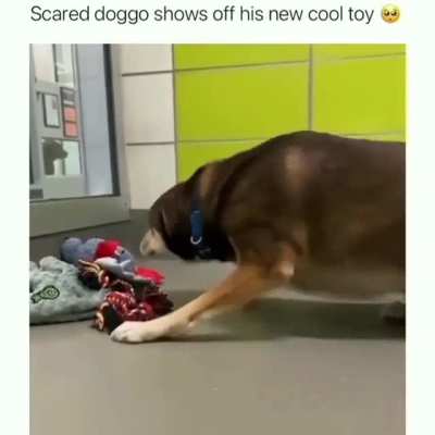 Scared doggo shows off his new cool toy